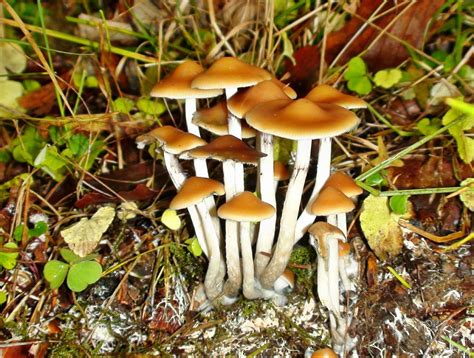 Exploring the Different Species of Magic Mushrooms Involved in the Bust